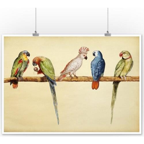 Parrot Art Print Vintage Birds Poster Farmhouse Wall Art Canvas Picture Cockatoo Parakeet Painting Prints for Living Room Decor
