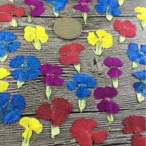 60pcs Pressed Dried Dianthus Flowers Plant Herbarium For Exopy Resin Jewelry Phone Case Photo Frame Bookmark Postcard Making