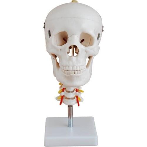 Human skull with cervical spine model anatomical specimen dummy