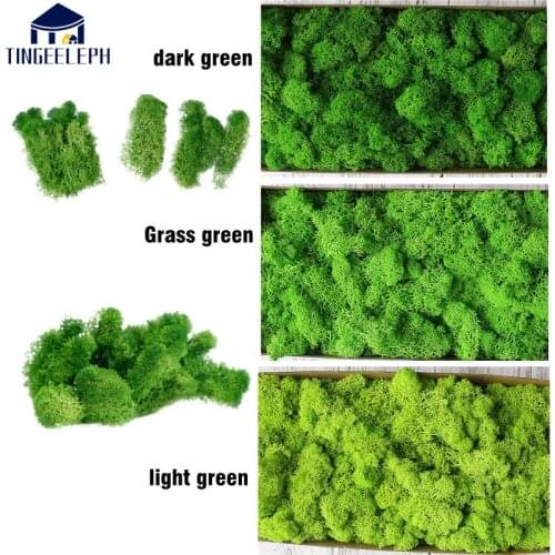 Green Natural Preserved Moss Lasting Preserved Home Garden Wedding Decoration supplies Moss FlowerArtificial plant