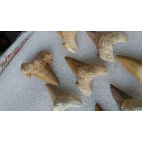 12pcs VERA RARE Natural big Taxidermy Whale Tooth Fossil
