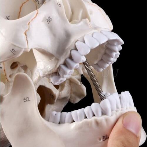 Life Size Human Skull Model Anatomical Anatomy Medical Teaching Skeleton Head Studying Teaching Supplies Drop Shipping
