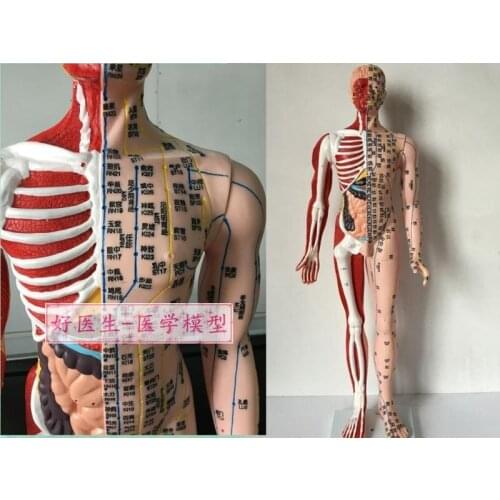 High-definition human acupuncture model 85CM half musculoskeletal model of visceral meridian