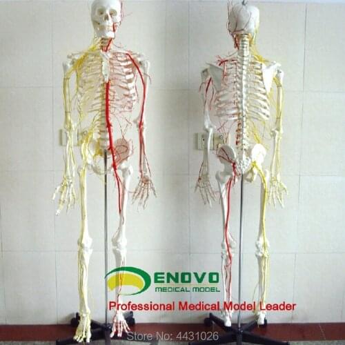 ENOVO Professional medical human 170CM skeleton bone and blood vessel skeleton specimen bone model medicine