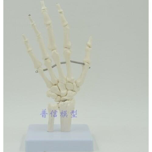 Human hand joint model hand skeleton model Medical Science teaching supplies