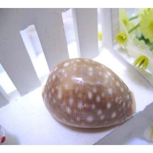 Natural conch shells 3cm small seashells mini sea shells