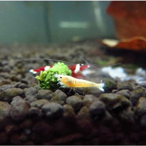 Aquarium Fishes Forage Crystal Shrimp Feeding Feed Natural Algae Fish Food M68E