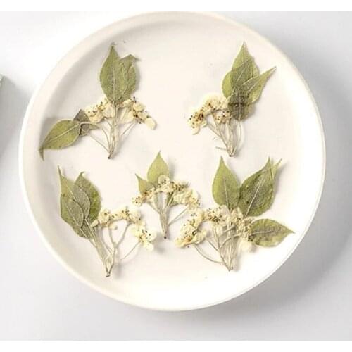 120pcs Pressed Dried Flower Pear Blossom With Stem Plants Herbarium For Nail Art Jewelry Bookmark Phone Case Invitation Card DIY