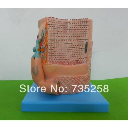Skeletal Muscle Fiber with Motor End-plate,Bone fiber model ,The motor end plate amplification model