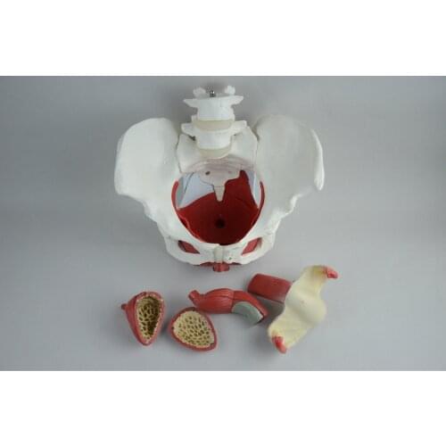Female Pelvic Belt Pelvic Floor Muscle Model Female Pelvic Structure Bladder Pelvic Floor Muscle Model Two Segments Lumbar Spine