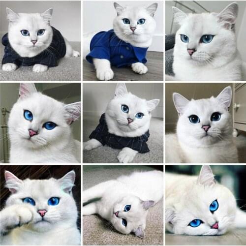 AZQSD 5D Diamond Painting Cat Full Drill Square Picture Of Rhinestones Diamond Embroidery Animals Childrens Room Decor