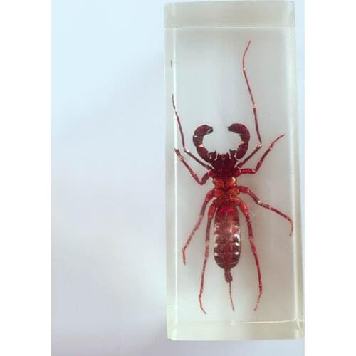 True Whip Scorpion Appearance Embedded Specimens Transparent Resin Centipede Scorpion Model Biology Arthropods Teaching Aids