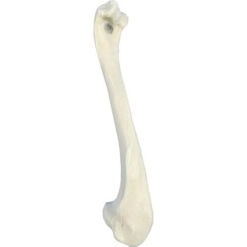 The teaching model of canine humerus foam