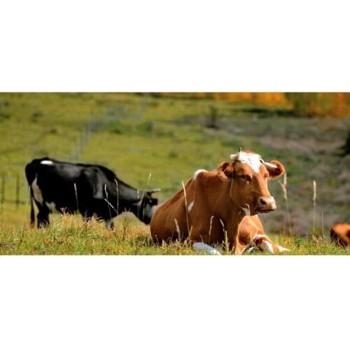 1 pcs stainless steel Feeder for cattle sheep Farm livestock tools Please contact seller