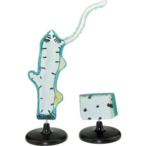 Uvet animal experiment Anatomy Material Anatomical model