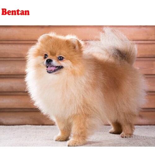 5d DIY Diamond Painting Pomeranian pet dog picture Cross Stitch full Drill diamond mosaic rhinestone diamond embroidery Decor