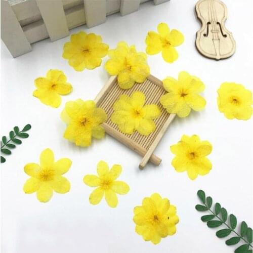 250pcs Pressed Dried Yellow Jasmine Flower Plant Herbarium For Jewelry Postcard Invitation Card Phone Case Bookmark Making DIY