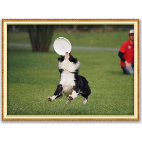 Animal Border Collie DIY Cross Stitch 11CT Embroidery Kits Needlework Craft Set Cotton Thread Printed Canvas Home Dropshipping