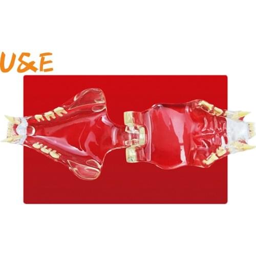 High-quality Transparent Cat teeth Veterinary teaching catamount Transparent anatomical model free shipping