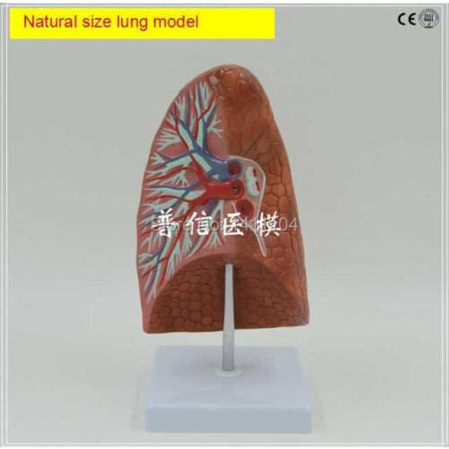 Free ship&Respiratory system,pulmonary artery and vein bronchial vascular model,showing teaching for hospital,1:1 normal size