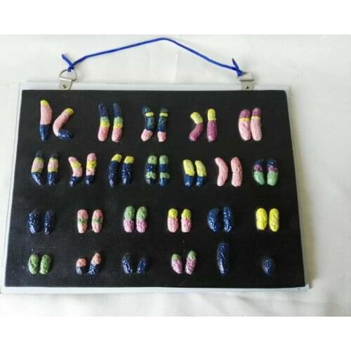 Human Chromosome anatomy model middle school biology teaching experiment ell submicroscopic teaching aid