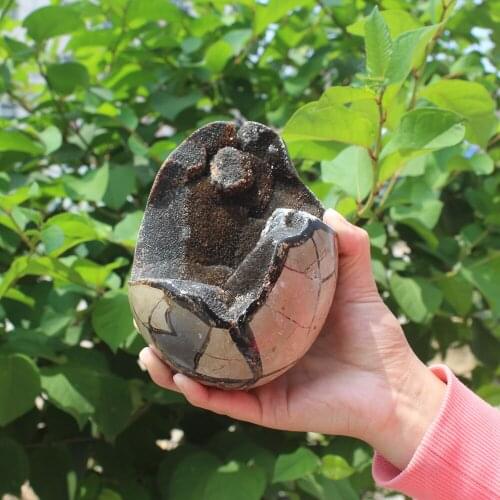 1640g Natural curvature of the furnishing articles Turtle grain stone egg Ball Septarian nodule Fossil Crystal Healing quartz