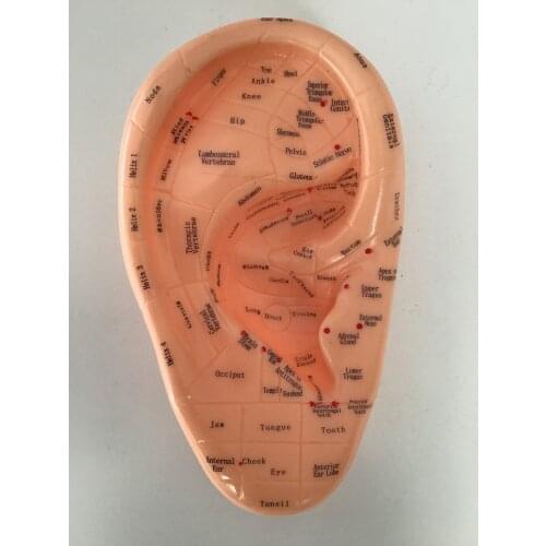 17cm Ear Massage Reflex Zone Model, English, Auriculotherapy Model