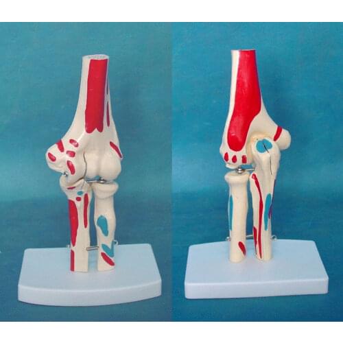 1:1 Life Size Colored Human Elbow Joint Model Anatomical Anatomy Elbow Joint Medical Model Orthopedics Humans Skeleton Model