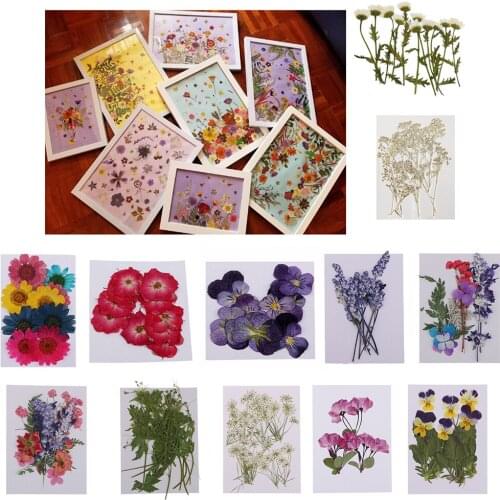 12x Real Pressed Flower Embellishments Card Making Scrapbooking White