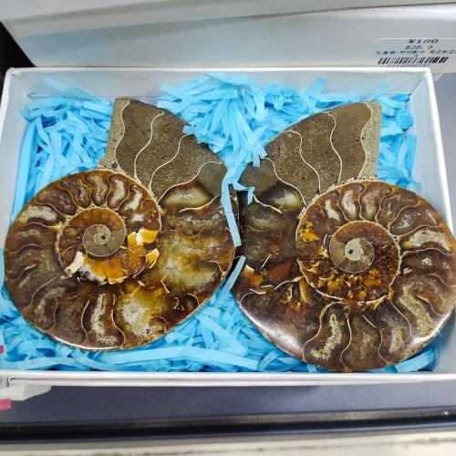 2 natural ammonite fossil spotted snail, ammonite, chrysanthemum snail, snail. Rock specimens
