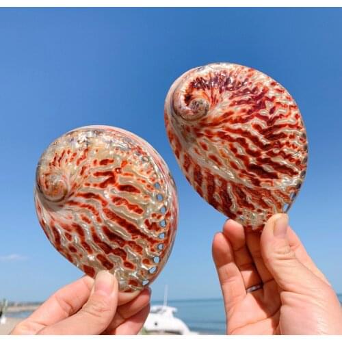 Aqumotic Polished Abalone Shell 1pc Red Green White Home Accessories Conch Shell Fish Tank Aquarium Creative Ornaments Lucky