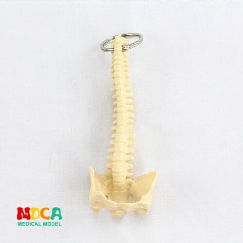 Human spine key buckle ornament gift pendant key buckle human.organ anatomy medical teaching toy YSK010