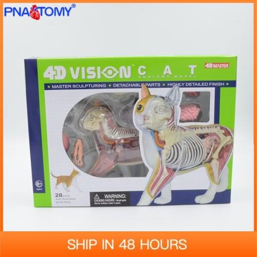 4D MASTER 28 Parts Animal Anatomical Model Cat Anatomy Skeleton DIY Gift Children Toy Zoo Decoration Museum Used Tool