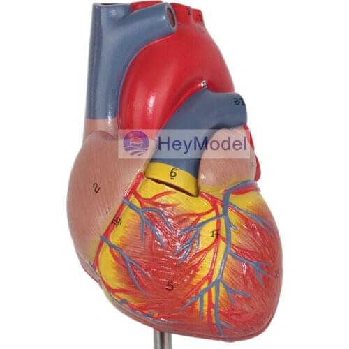 Heymodel Adult Heart Model Removabal 2 Parts with numbers and instructions