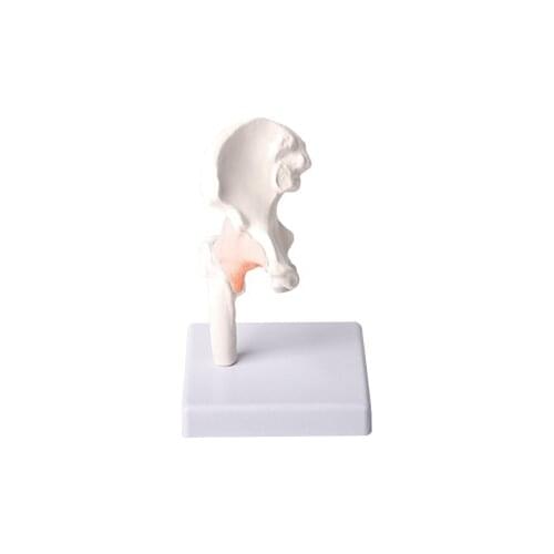 Exquisite reduction hip joint model hip joint ligament model femoral head joint model