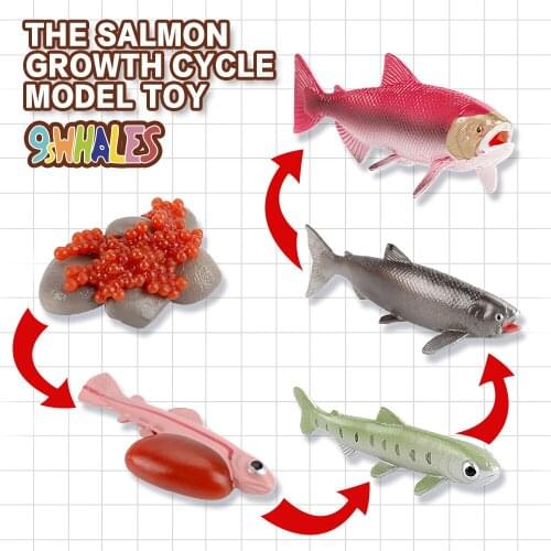 Realistic Salmon Life Cycle Educational Fidget Toy Model PVC Scene Design Simulation Powder Toy figurine Decoration Gift