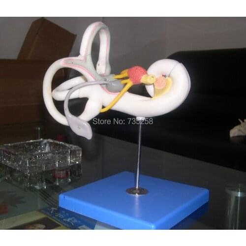 Labyrinth Model,Inner Ear Anatomic Model