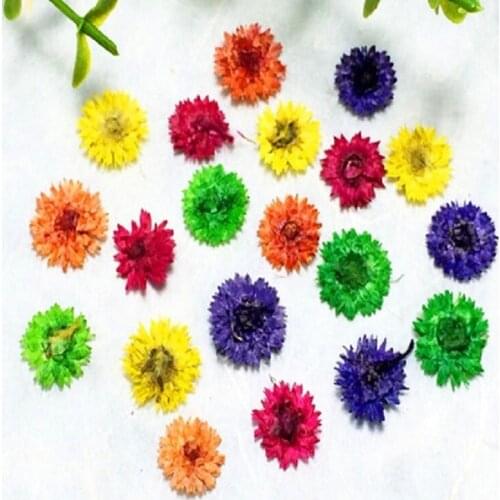 60pcs Pressed Dried Anaphalis Flower Dry Plants For Epoxy Resin Pendant Necklace Jewelry Making Craft DIY Accessories