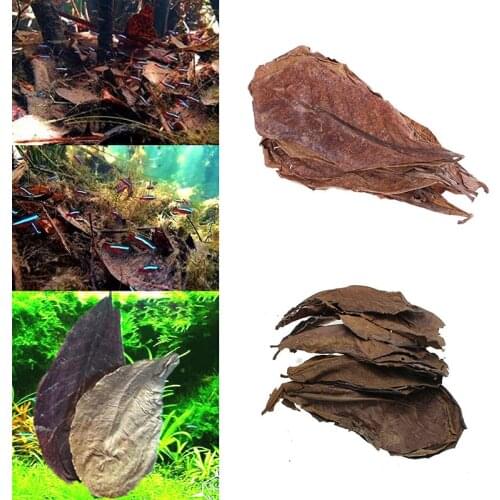 20pcs Indian Almond Tree Olive Leaf For Aquarium Water To Balance PH Acidity, High Quality Natural Leaves Almond Tree