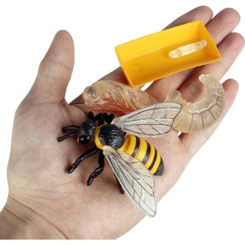 Lot of 4 Nature Bee Growth Cycle Child Education Learning Teaching Toys,Realistic