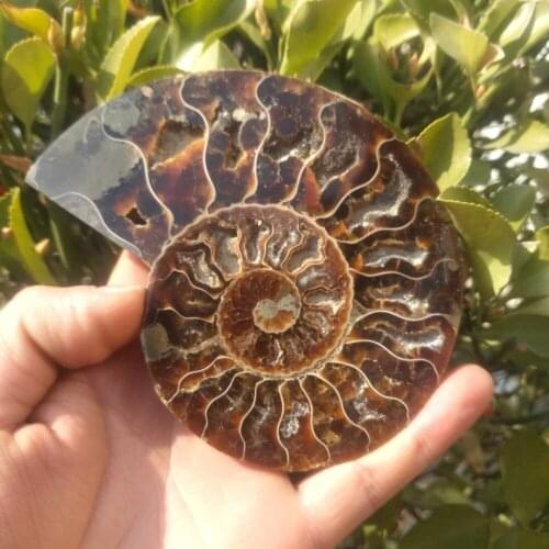 Hot!!! 150-160g madagascar fossils iridescent ammonite natural stones and minerals specimen