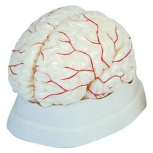 Medical Science Subject Anatomical Series Brain with Arteries Model for Teaching