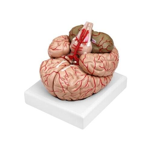 Demonstration of Bio-teaching and Medical Demonstration of Imported PVC Material for Brain and Artery Model
