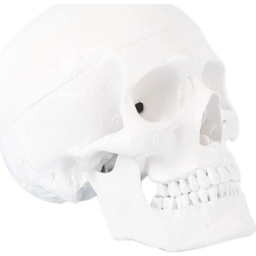 Skull Model of Human Anatomical Model Skull Human Anatomical Anatomy Head Studying Anatomy Teaching Supplies