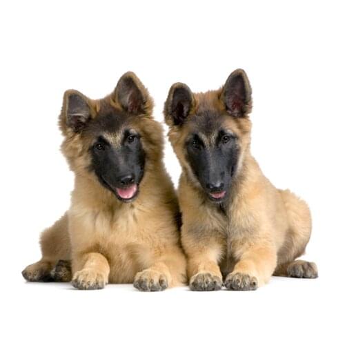 RuleMylife belgian malinois long hair puppy car stickers decal anime cute car accessories decoration pegatinas para coche