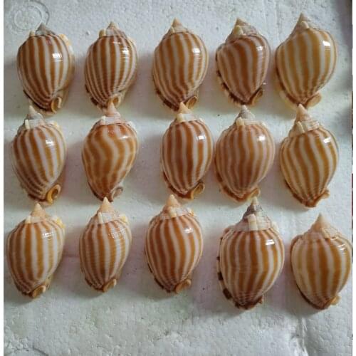 Natural Shell Conch Striped Conch Home Decoration Hermit Crab Replacement Shell Photography Props