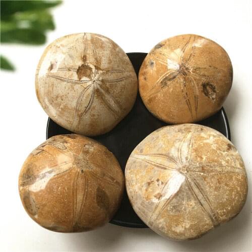 1PC 150-170g Rare Natural Jurassic Madagascar Sea Biscuit Urchin Fossil Sand E29 Natural Stones and Minerals
