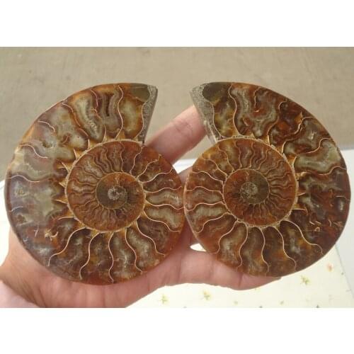 400g From Madagascar to spot color screw conch fossil in one hundred million 2pcs/lot free shipping
