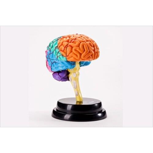 Science experiment human brain teaching model set free shipping