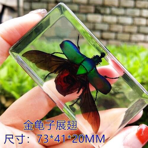 Real insect resin specimen animal amber beetle stag beetle spider centipede and cicada